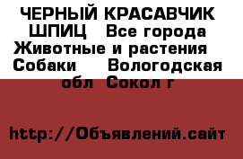 ЧЕРНЫЙ КРАСАВЧИК ШПИЦ - Все города Животные и растения » Собаки   . Вологодская обл.,Сокол г.